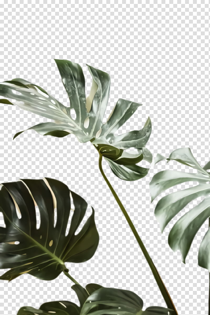 monstera deliciosa plant leaf flower black-and-white, Blackandwhite, Houseplant, Arrowroot Family, Anthurium, Monochrome transparent background PNG clipart