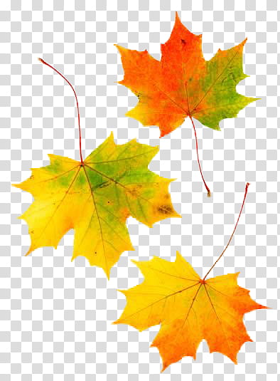 Autumn, green and brown maple leaves transparent background PNG clipart