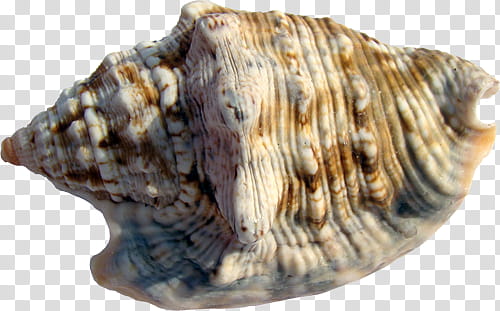 shells , brown conch shell transparent background PNG clipart