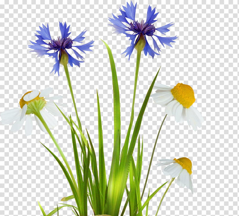 Cartoon Grass, Common Daisy, Orchids, Flower, Meadow, Plant, Yellow, Flora transparent background PNG clipart