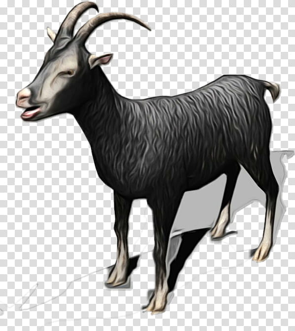 Goat, Chamois, Cattle, Wildlife, Animal, Goats, Goatantelope, Cowgoat Family transparent background PNG clipart