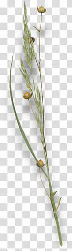 green wheat plant transparent background PNG clipart