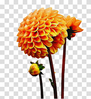 Artificial flower, Flowering Plant, Orange, Cut Flowers, Yellow, Petal, Dahlia transparent background PNG clipart thumbnail
