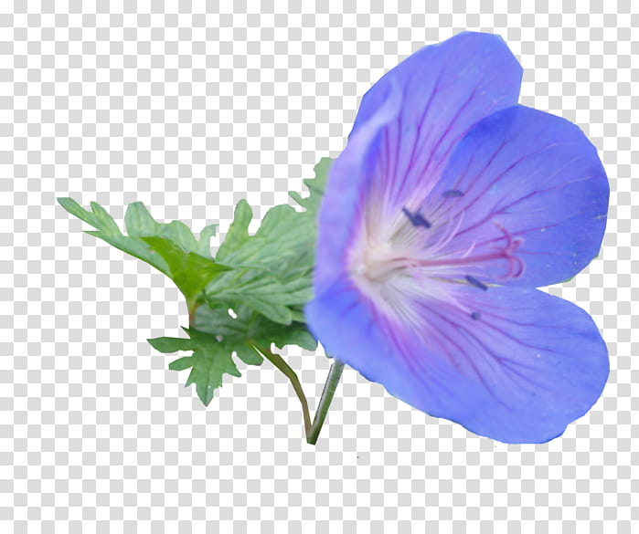Purple Flower, Cranesbill, Violet, Herbaceous Plant, Geraniums, Plants, Family, Violaceae transparent background PNG clipart