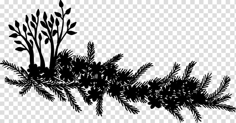 Family Tree Silhouette, Spruce, Vegetation, Jack Pine, Plant, White Pine, Woody Plant, Branch transparent background PNG clipart