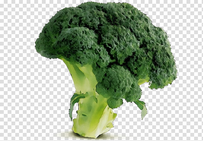 broccoli leaf vegetable cruciferous vegetables vegetable food, Watercolor, Paint, Wet Ink, Plant, Wild Cabbage, Superfood, Kale transparent background PNG clipart