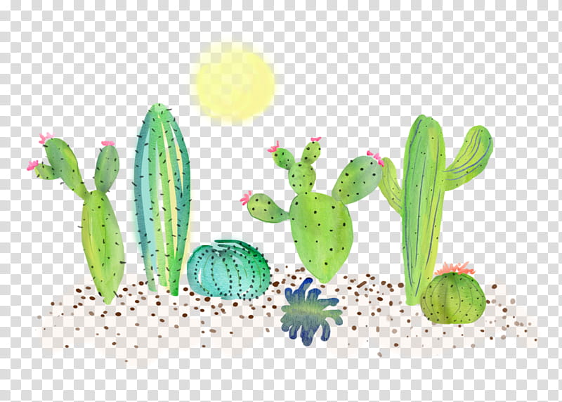 Cactus, Vegetable, Plant, Caryophyllales transparent background PNG clipart