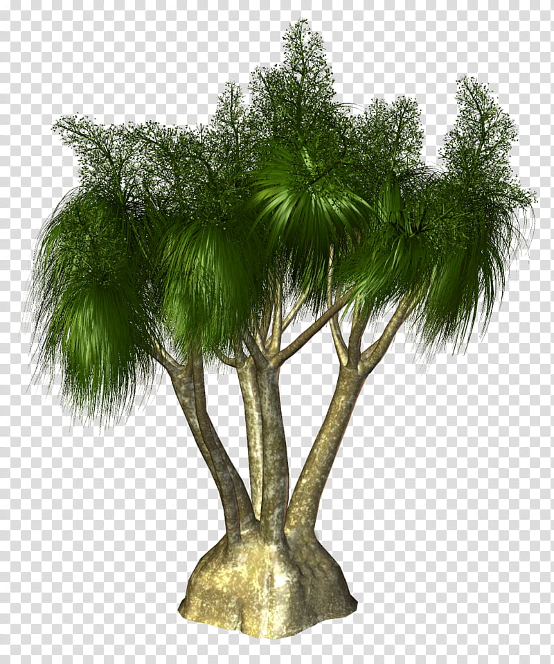 Palm Tree, Palm Trees, Asian Palmyra Palm, Branch, Plants, Borassus, Arecales, Flowerpot transparent background PNG clipart