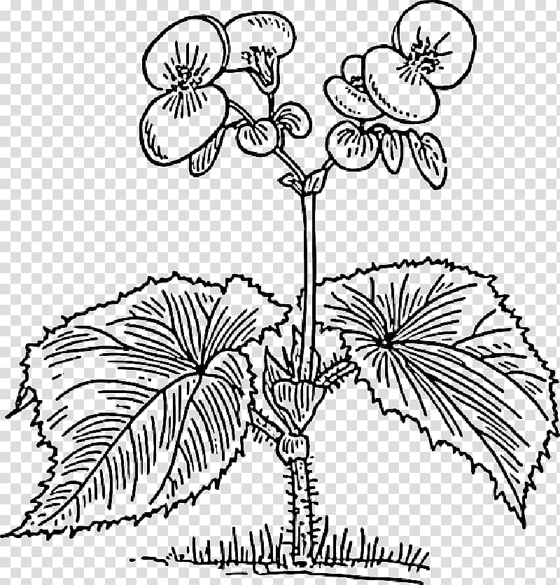 Palm Tree Drawing, Elatior Begonia, Wax Begonia, Tuberous Begonias, Plants, Garden, Begonia Masoniana, Flower transparent background PNG clipart