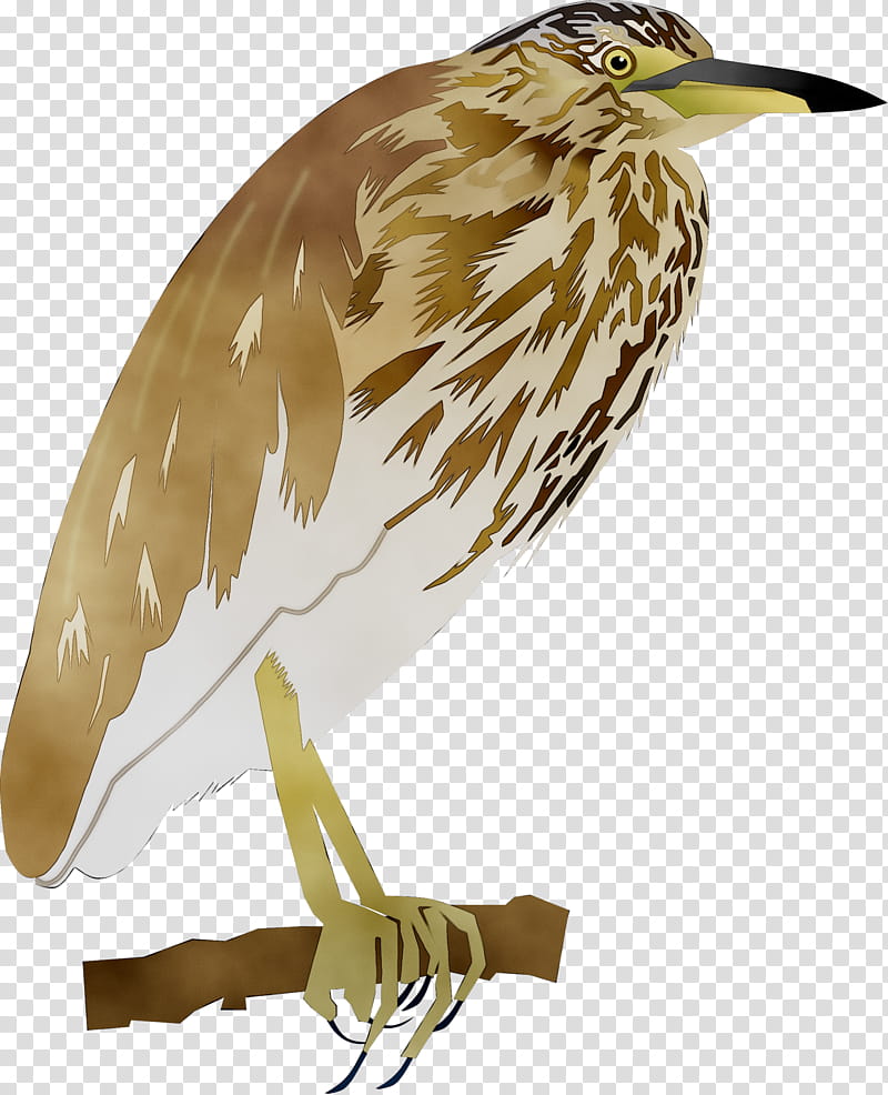 Bird, Beak, Feather, Cuckoos, American Bittern, Striated Heron, Night Heron, Western Meadowlark transparent background PNG clipart