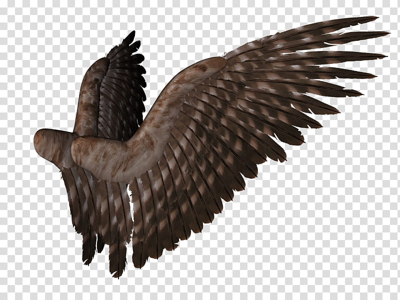 Feathered Wings  , brown eagle wings illustration transparent background PNG clipart