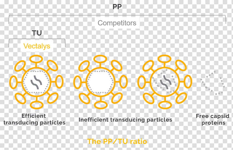 Circle, Transduction, Lentivirus, Missouri, Transfection, , Cell, Efficiency transparent background PNG clipart