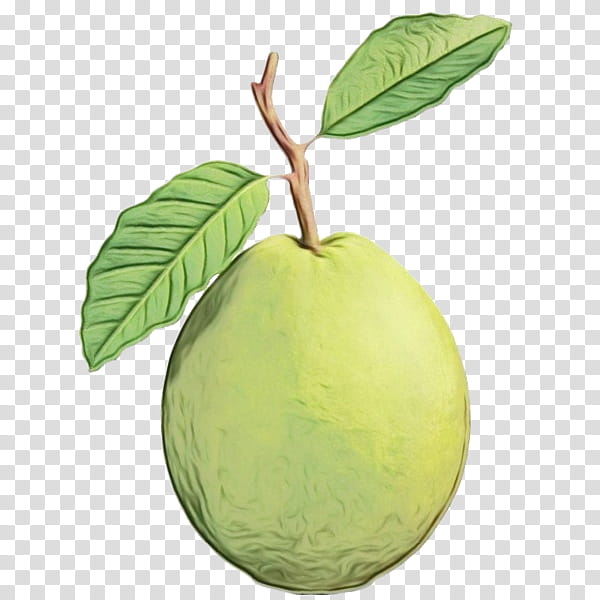 guava tree clip art