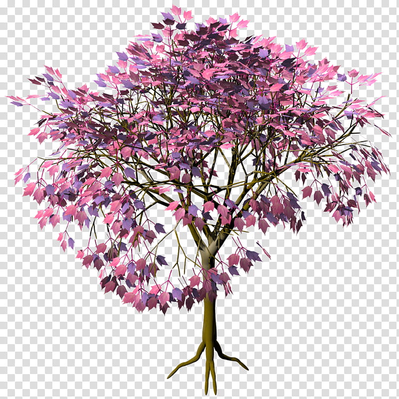 Hosoekaede Acer Capilli TIF, pink leaf tree transparent background PNG clipart