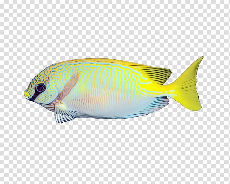 Coral Reef, Coral Reef Fish, Biology, Pomacentridae, Pomacanthidae, Fin, Holacanthus, Yellow transparent background PNG clipart