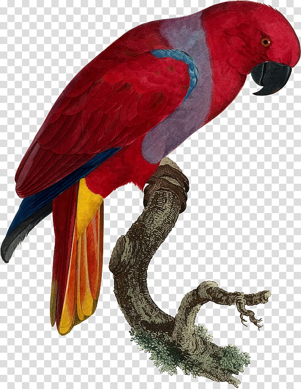Watercolor, Drawing, Watercolor Painting, Macaw, Superb Parrot, Estampas, 2018, Jacques Barraband transparent background PNG clipart