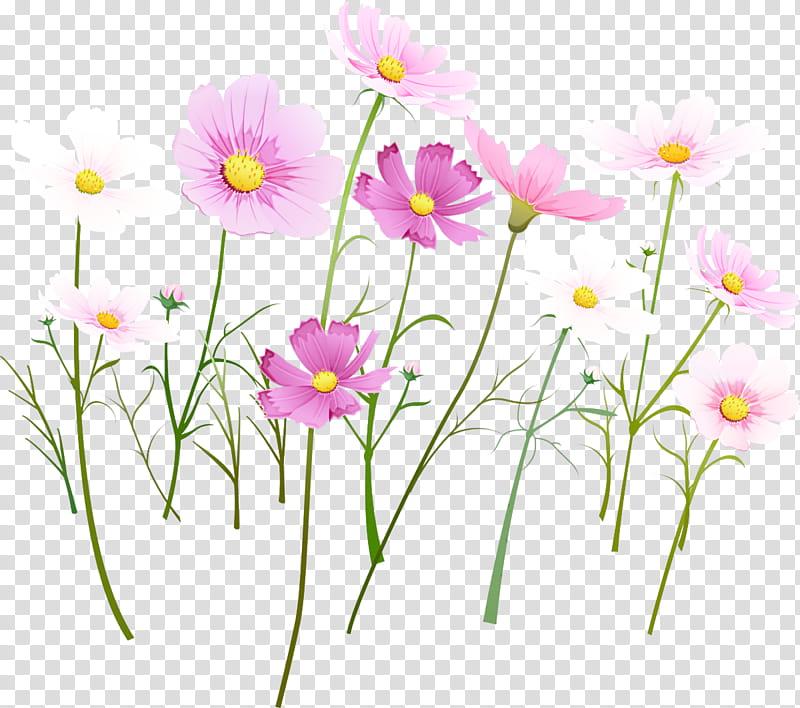 flower plant petal wildflower plant stem, Pedicel, Cosmos, Daisy Family, Garden Cosmos transparent background PNG clipart