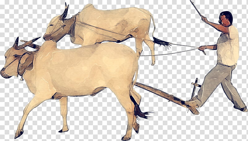 Goat, Cattle, Ox, Deer, Horn, Bovidae, Antelope, Bovine transparent background PNG clipart