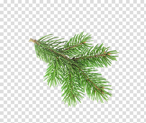 Christmas Resource , green pine tree leaf illustration transparent background PNG clipart