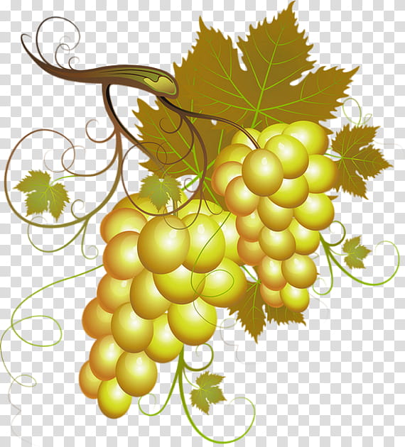 Fruit, Wine, White Wine, Pinot Noir, Grape, Red Wine, Winemaking, Harvest transparent background PNG clipart