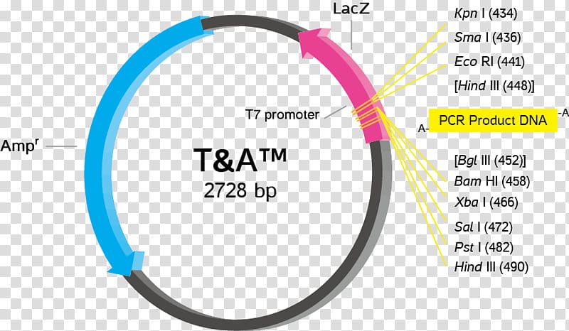 Text, , Cloning , Ta Cloning, Ligation, Plasmid, Primer, M13 Bacteriophage transparent background PNG clipart