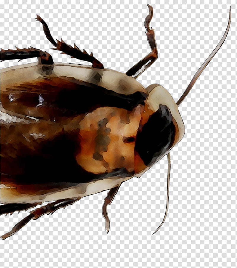 Cockroach, Beetle, Membrane, Scarab, Insect, Pest, Oriental Cockroach, Scarabs transparent background PNG clipart