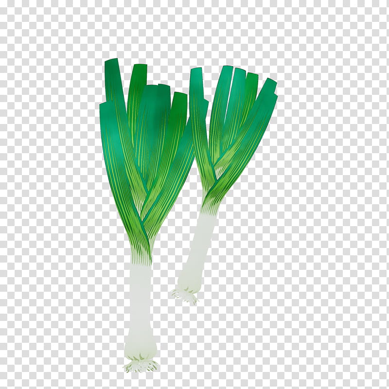 Tulip Flower, Plant Stem, Plants, Leek, Welsh Onion, Leaf, Grass, Vegetable transparent background PNG clipart