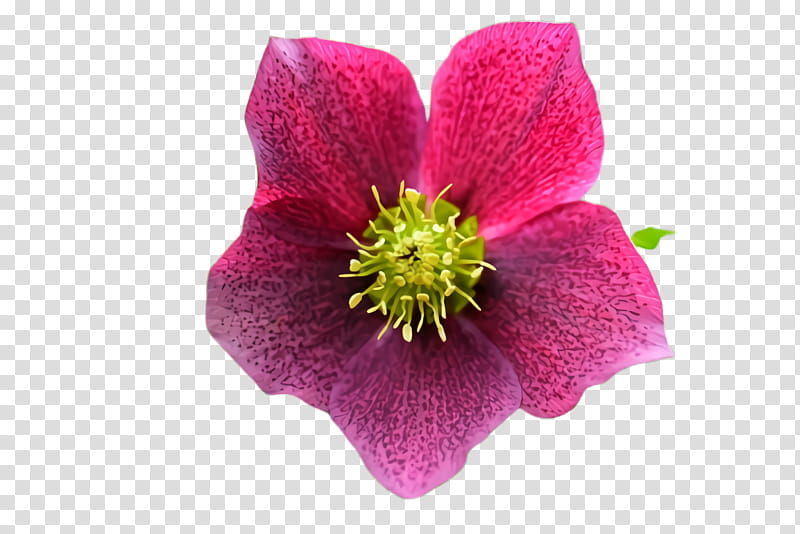 flower flowering plant petal pink plant, Magenta, Anemone, Clematis, Wildflower, Hellebore transparent background PNG clipart