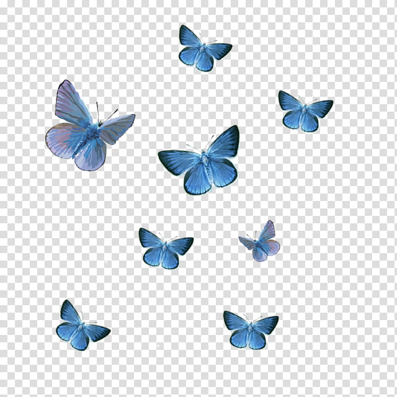 Butterfly, Wanna One, Insect, Papilio Zalmoxis, Borboleta, Swallowtails, Lepidoptera, Moths And Butterflies transparent background PNG clipart