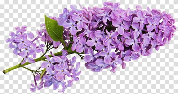 Purple Aesthetic Purple Flowers Transparent Background Png Clipart Hiclipart
