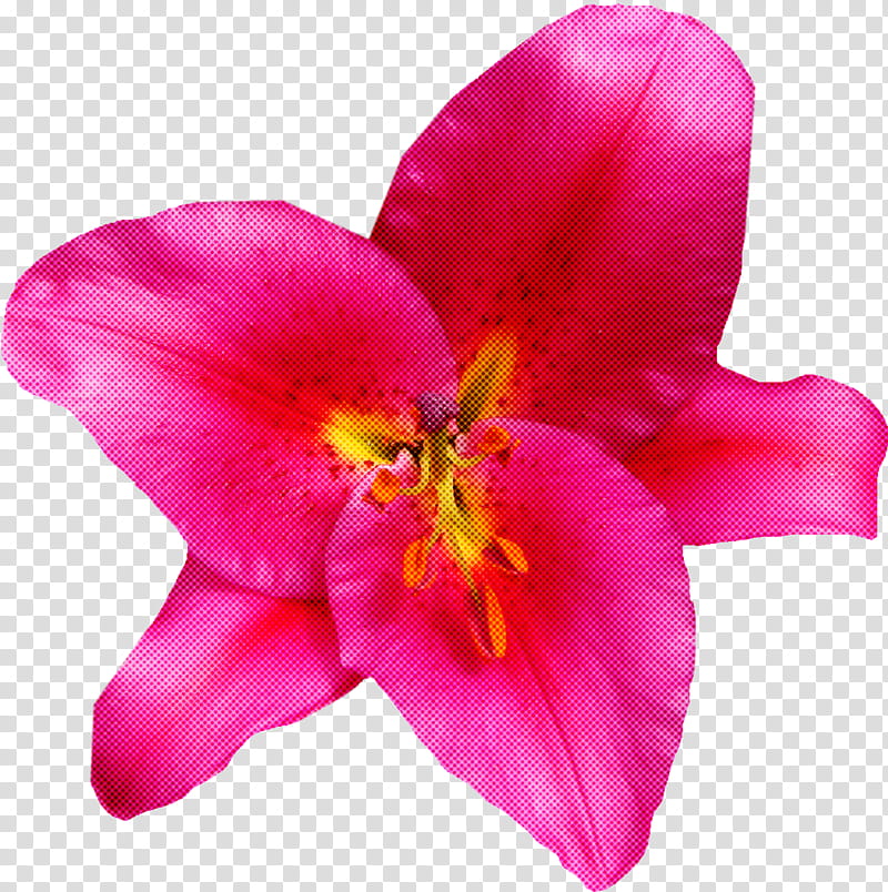 flower petal pink plant magenta, Lily, Spathoglottis, Moth Orchid, Wildflower transparent background PNG clipart