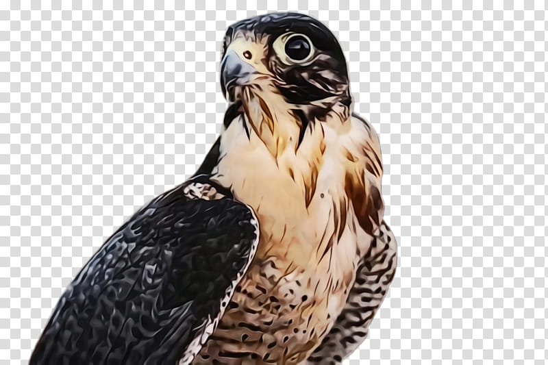bird peregrine falcon bird of prey beak hawk, Watercolor, Paint, Wet Ink, Sharpshinned Hawk, Kite transparent background PNG clipart