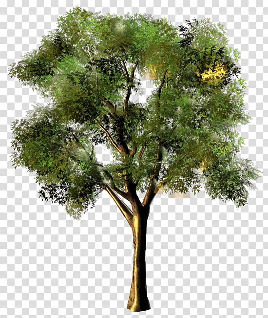 Eucalyptus Tree, Eucalyptus Camaldulensis, Drawing, Gum Trees, Woody Plant, Branch transparent background PNG clipart
