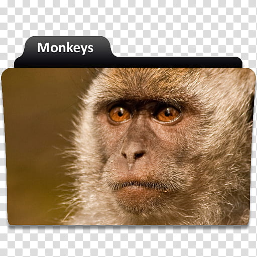 More TV Show folder icons, monkeys, brown monkey transparent background PNG clipart