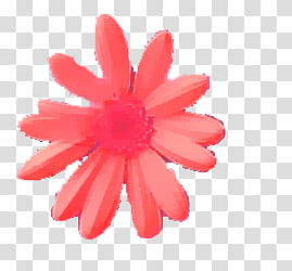 Large flowers, pink daisy flower transparent background PNG clipart