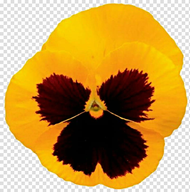 Violet Flower, Pansy, Yellow, Orange, Violet Family, Petal, VIOLA, Plant transparent background PNG clipart