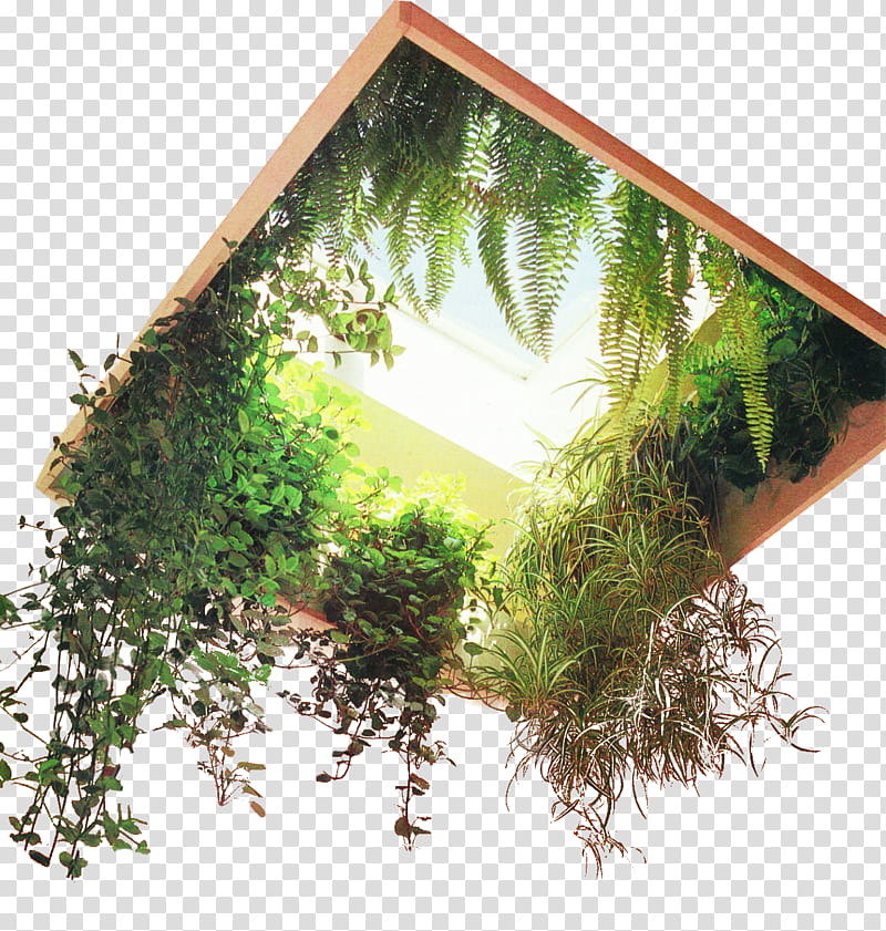 , green vine and fern plant hanging] transparent background PNG clipart