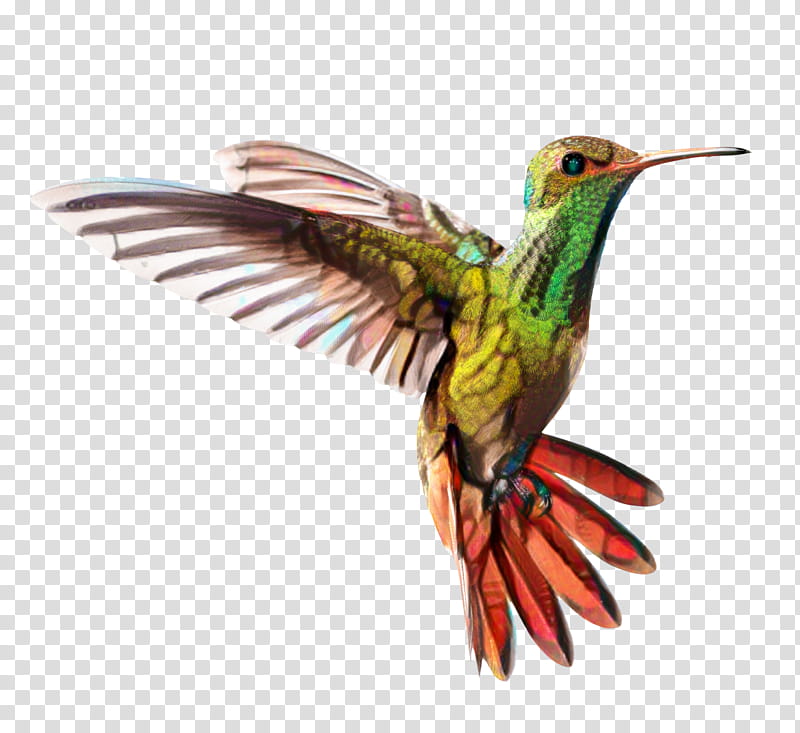 Hummingbird Drawing, Beak, Google Hummingbird, Rubythroated Hummingbird, Broadtailed Hummingbird, Rufous Hummingbird, Animal, Coraciiformes transparent background PNG clipart