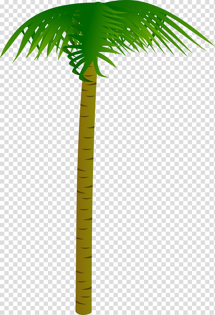 Date Tree Leaf, Asian Palmyra Palm, Coconut, Palm Trees, Date Palm, Areca Nut, Areca Palm, Plant Stem transparent background PNG clipart