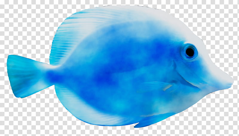 Water, Biology, Plastic, Fish, Blue, Cobalt Blue, Electric Blue, Parrotfish transparent background PNG clipart