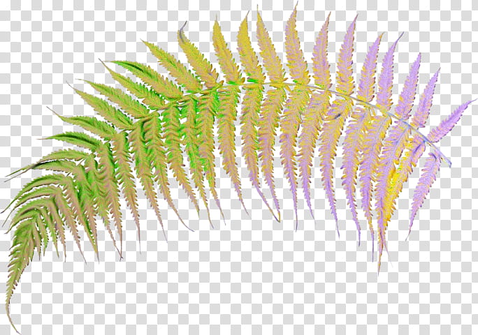plant terrestrial plant caulerpa vascular plant flower, Watercolor, Paint, Wet Ink transparent background PNG clipart