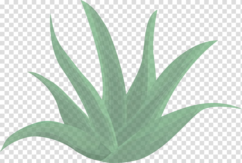 leaf green plant agave flower, Aloe, Terrestrial Plant, Agave Azul, Flowering Plant transparent background PNG clipart
