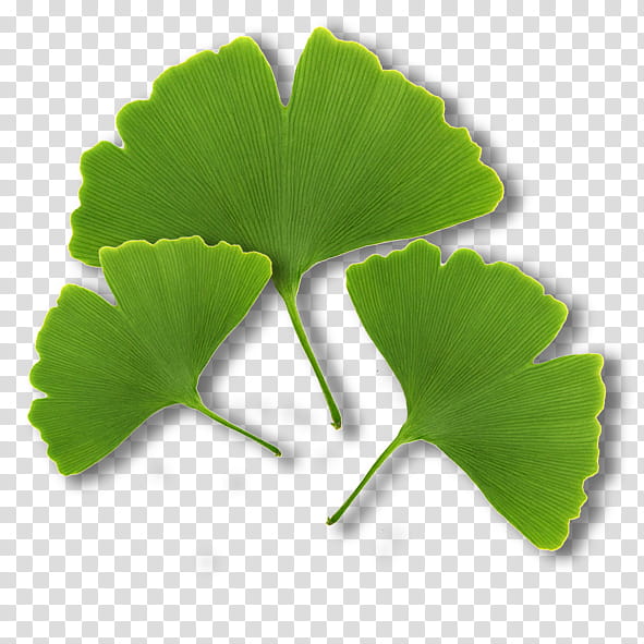 Green Leaf, Tissue, Algae, Regeneration, Toxin, Exfoliation, Protein, Kelp transparent background PNG clipart