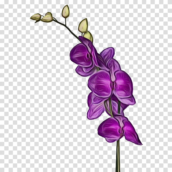 violet flower purple plant flowering plant, Watercolor, Paint, Wet Ink, Branch, Leaf, Sweet Pea, Moth Orchid transparent background PNG clipart