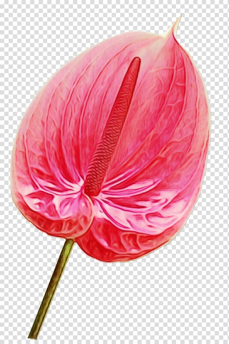 Pink Flower, Watercolor, Paint, Wet Ink, Pink M, Closeup, Plants, Anthurium transparent background PNG clipart