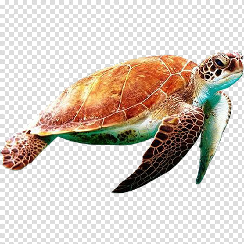 sea turtle hawksbill sea turtle olive ridley sea turtle loggerhead sea turtle turtle, Green Sea Turtle, Kemps Ridley Sea Turtle, Tortoise, Reptile transparent background PNG clipart