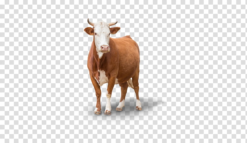 Goat, Baka, Calf, Holstein Friesian Cattle, Farm, Ranch, Barn, Horn transparent background PNG clipart