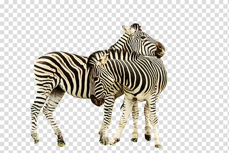 zebra terrestrial animal wildlife animal figure snout, Watercolor, Paint, Wet Ink, Quagga transparent background PNG clipart