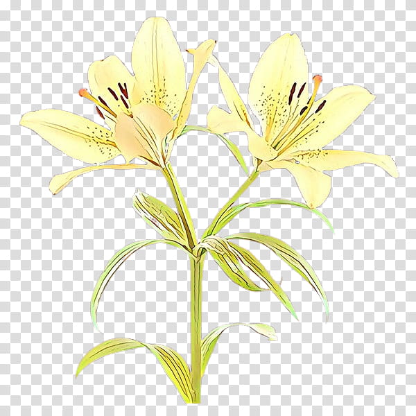 Flowers, Cut Flowers, Lily Of The Incas, Plant Stem, Pollen, Plants, Daylily, Lily M transparent background PNG clipart