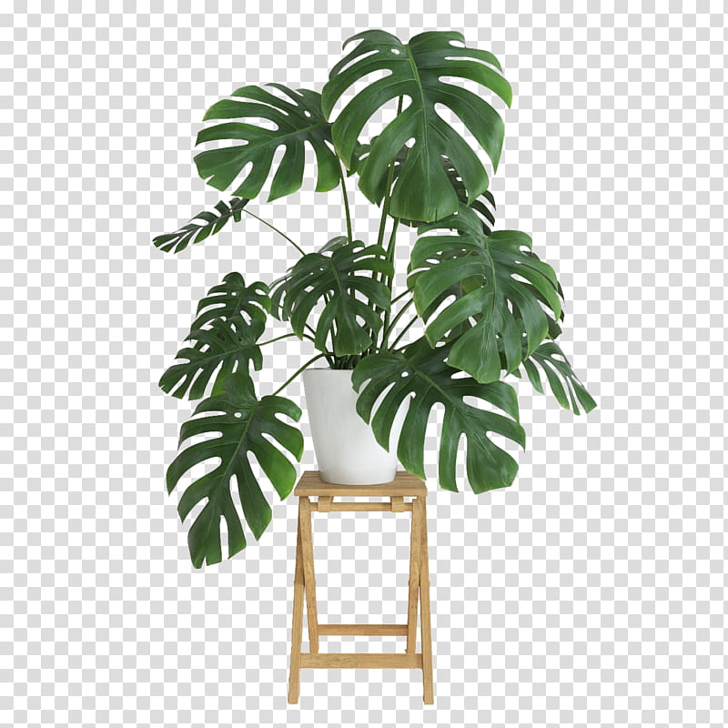 , green plant in white vase on brown wooden stool transparent background PNG clipart